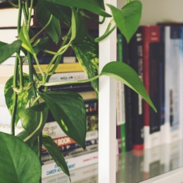 shelves of books and a plant