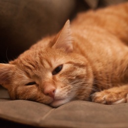 sleepy cat on a chair